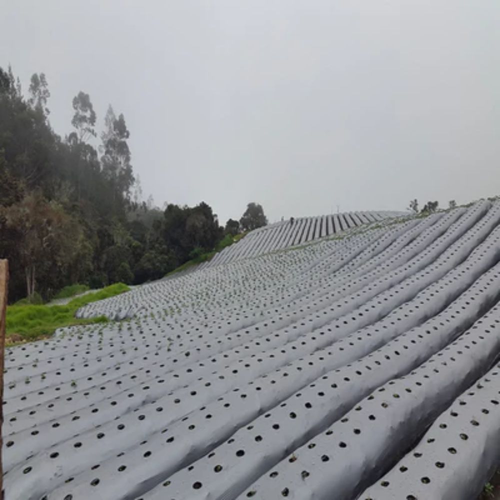 Acolchado para Suelos Plata Negro 1,2 x 1000 m AgromulchAX