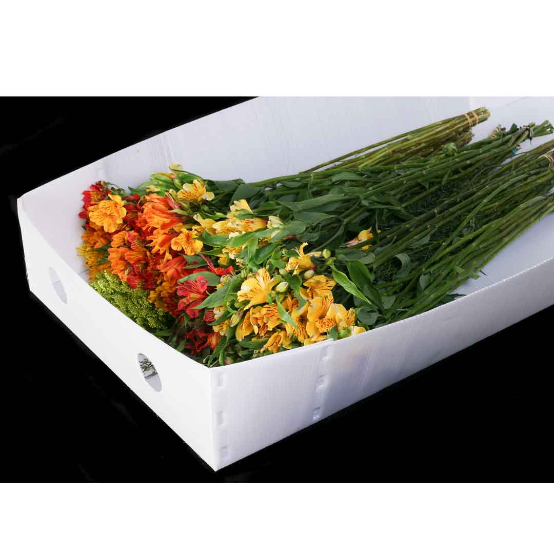 Base Cartonplast 1035x495x200mm 50 Unidades Blanco