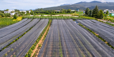 Tipos de mallas agrícolas para invernaderos y casas malla: Guía completa