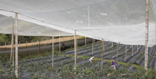 ¿Cómo instalar una malla antiafidos?: Guía Práctica 2025