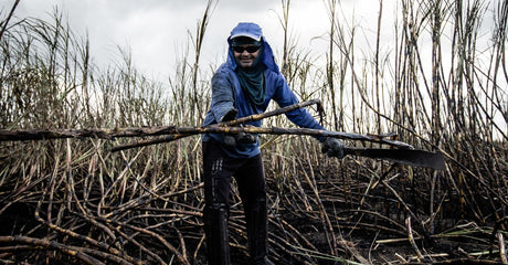 Trabajador agrícola cortando caña con machete en el campo