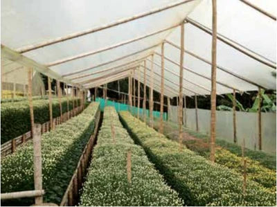 Plástico Invernadero Agroplasn 10x50m Calibre 6