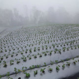 Acolchado para Suelos Plata Negro 1,2 x 1000 m AgromulchAX